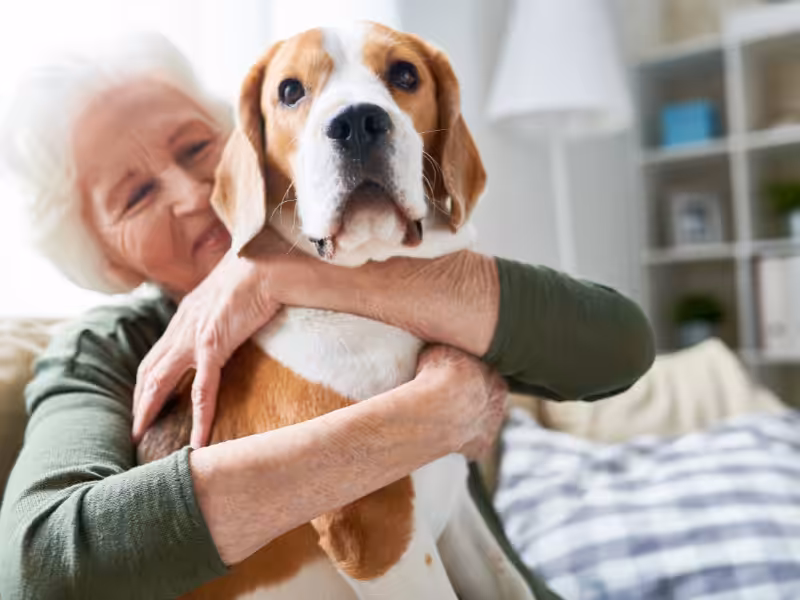 An elderly woman with white hair hugs a beagle dog on a couch in a cozy, well-lit living room. The dog looks forward while the woman smiles warmly, creating a scene of companionship and affection.