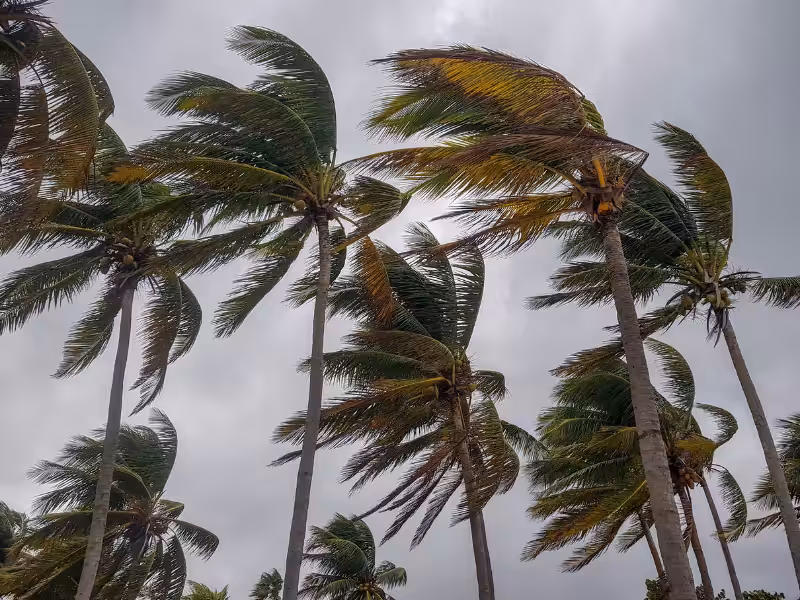 Tall palm trees sway strongly in the wind under a cloudy, overcast sky, with their fronds bent and blown to one side, indicating stormy or windy weather conditions.