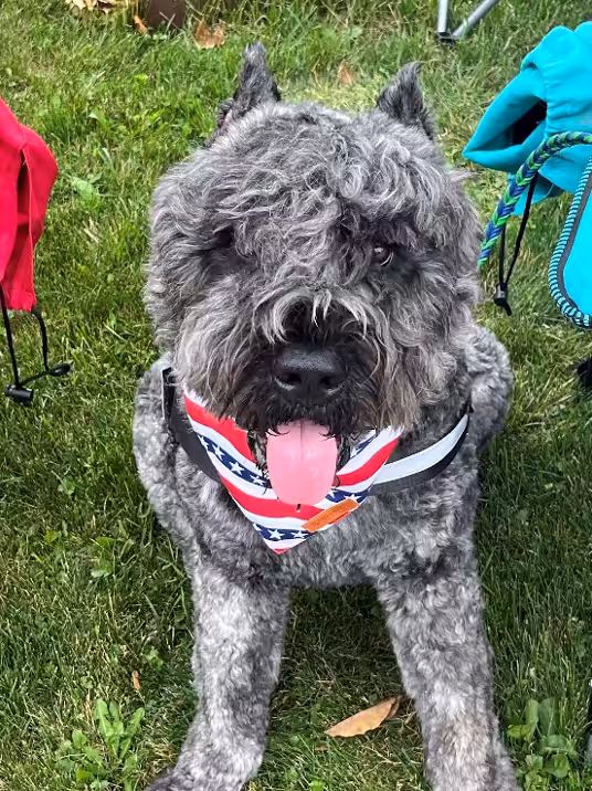 A shaggy gray dog with curly fur sits on grass, wearing a red, white, and blue bandana and a harness, with its tongue hanging out.