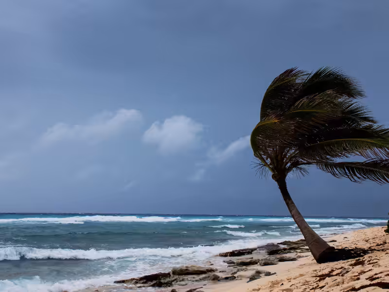 A sandy beach with scattered rocks, a single palm tree leaning from strong wind, and waves crashing against the shore under a partly cloudy sky.