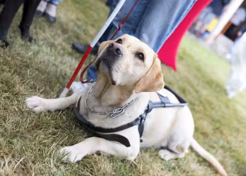 A yellow Labrador retriever wearing a harness lies on the grass, looking up attentively. A person stands nearby, and there are other people and a dog visible in the blurred background.