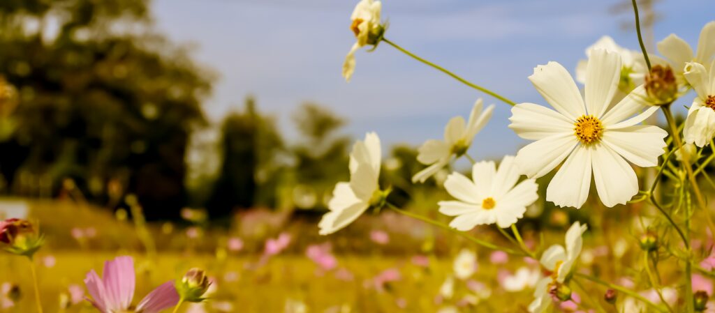 White cosmos flowers bloom in a sunlit field with a soft focus background of green trees and scattered pink flowers under a blue sky.
